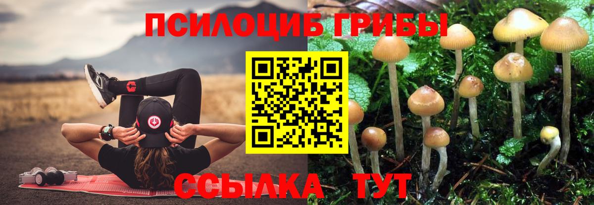 Пугачёв  цена наркотик  Вход с VPN  Псилоцибиновые грибы Psilocybe  Галлюциногенные грибы мицелий 